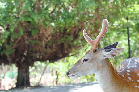 Deer resting in an open zooの写真素材