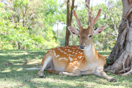Deer resting in an open zooの写真素材
