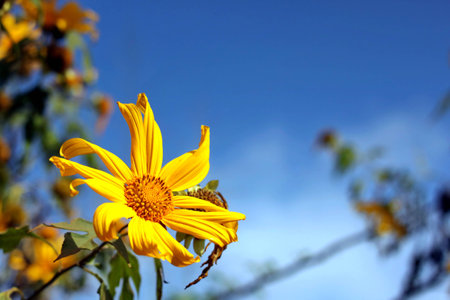 Yellow flower and Blue skyの写真素材