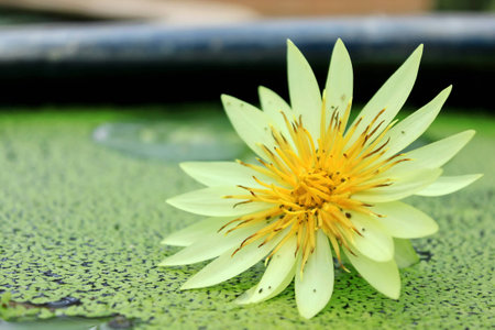 A yellow lotus in a basinの写真素材