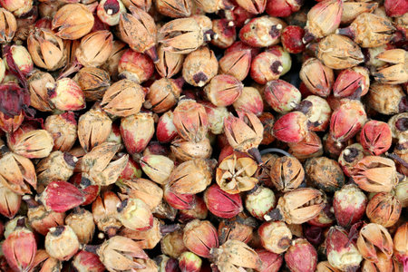 Many of dried Roselle fruitsの写真素材