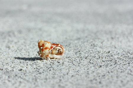 hermit crab on a beachの写真素材