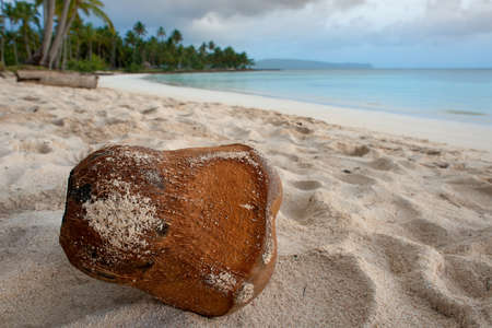coconut in the beach