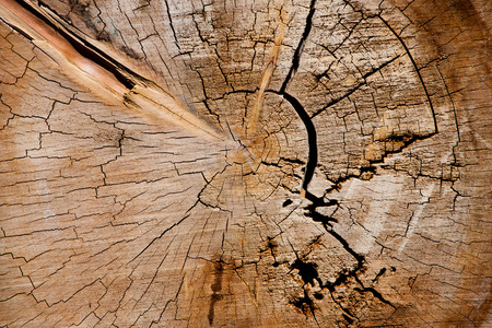 Tree Trunk Inside Texture Closeupの写真素材
