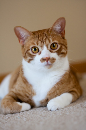 orange cat portraitの写真素材