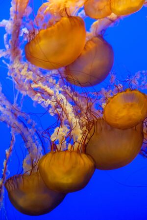 group of jelly fishes swimming upside downの写真素材