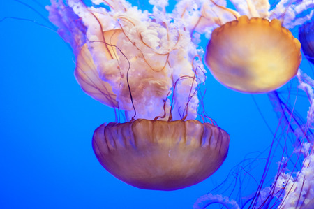 big jelly fishes upside downの写真素材