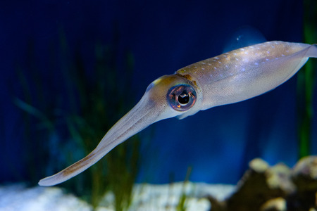 colorful squid swimmingの写真素材