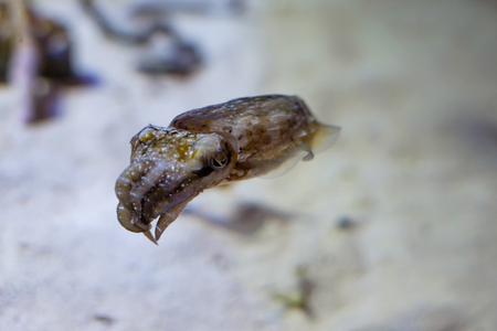 Single cuttlefish swimmingの写真素材