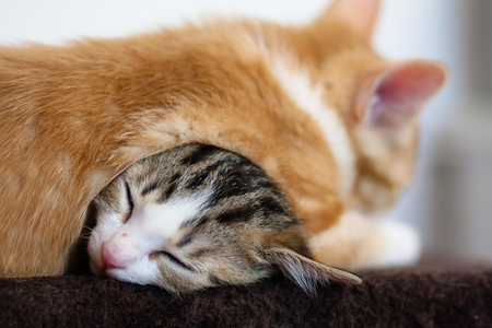 kittens sleeping on top of one anotherの写真素材