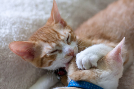 two cats nappingの写真素材