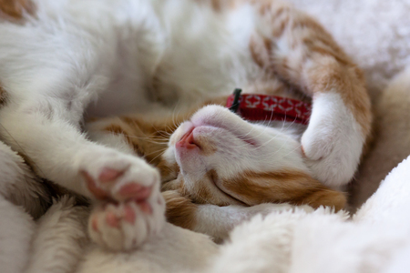 Cat sleeping upside downの写真素材