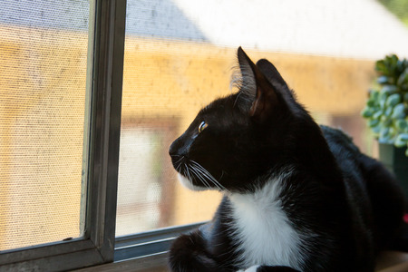 cat looking upward out the windowの写真素材