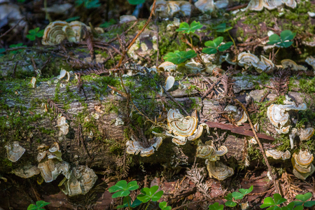 mushrooms growing on tree trunkの写真素材