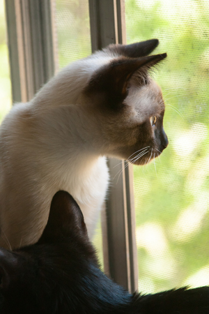 cat looking out windowの写真素材