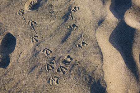 animal feet imprint on beach sandの写真素材