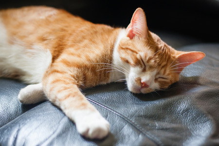 cat sleeping on leather chairの写真素材
