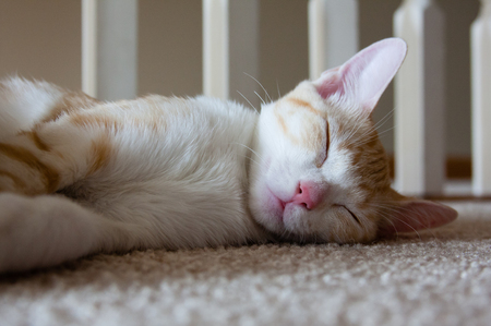 cat sleeping peacefully on floorの写真素材