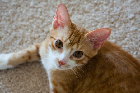 kitten looking up at the cameraの写真素材