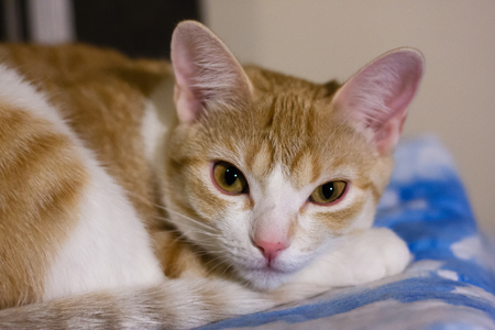 tabby cat relaxing on bedの写真素材