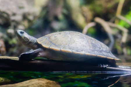 turtle resting on branch on waterの写真素材