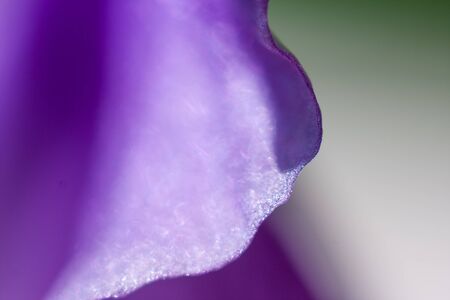 abstract curves with bokeh from flower petalの写真素材