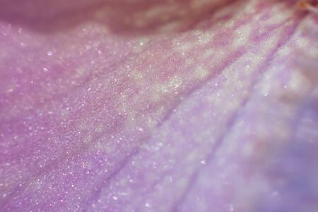 closeup of iris flower petal textureの写真素材