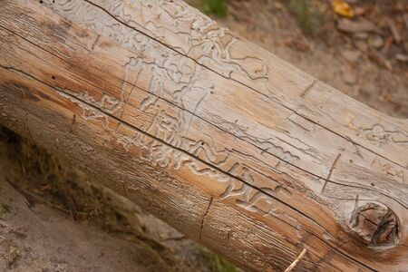 tree trunk with textured organic linesの写真素材