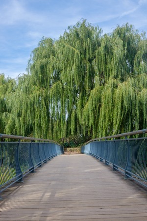 bridge pathway with trees overhangの写真素材