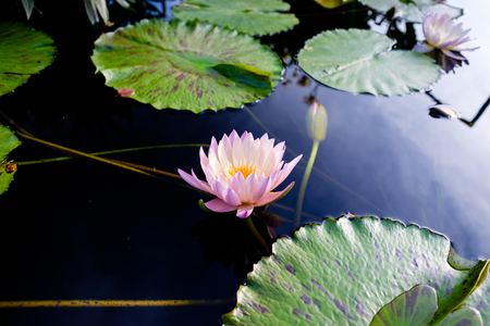 lotus flower on water with water liliesの写真素材