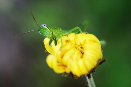 Grasshopperの写真素材