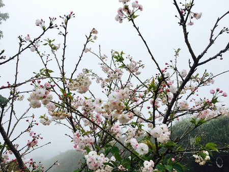 sakuraの写真素材