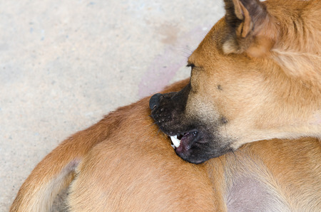 Thai domestic dog self cleaning ticks and fleas.の写真素材