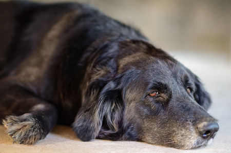closeup image of a black dog laying down on the floor.