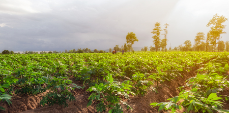 Workers in cassava field with sunset light and mountains background.の写真素材