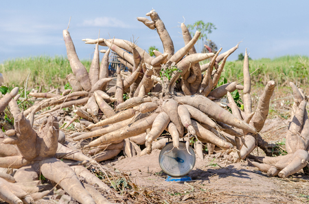 Fresh cassava harvested in farmland.の写真素材
