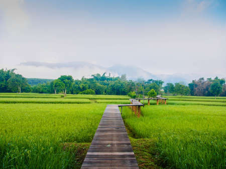 paddyの写真素材