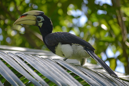 Young hornbill rest