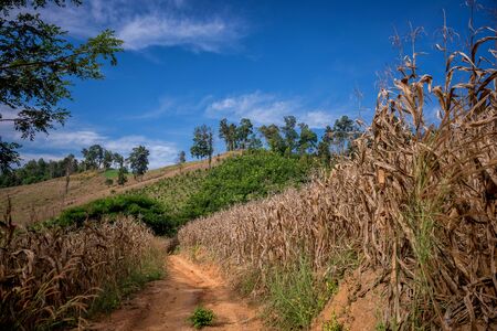 corn fieldの写真素材