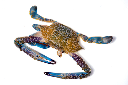 horse crab on isolateの写真素材