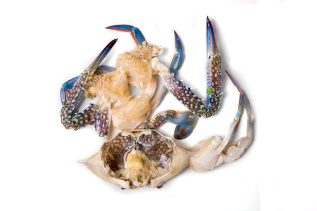 horse crab on isolate