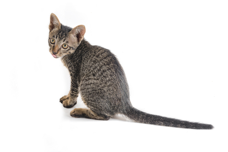 Cat hunting pulp, isolate on whiteの写真素材