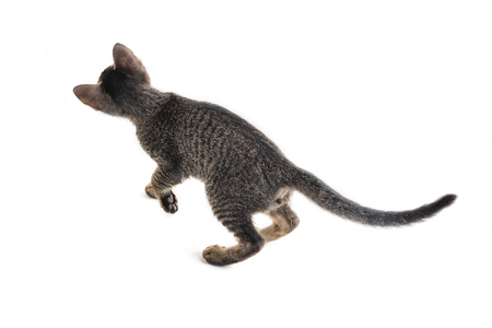 Cat hunting pulp, isolate on whiteの写真素材
