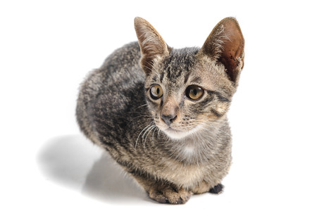 cat isolated on whiteの写真素材