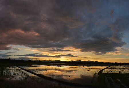 sky Rice fieldの写真素材