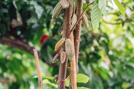 Cacao Tree. Organic cocoa fruit pods in nature. Theobroma cacao.の写真素材
