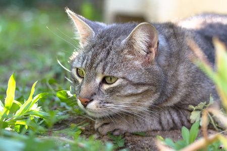 A dreamy kitten laying on the grassの写真素材
