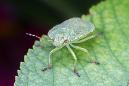 A bug on the leafの写真素材