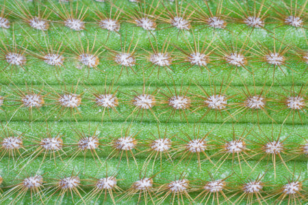 Cactus spinesの写真素材
