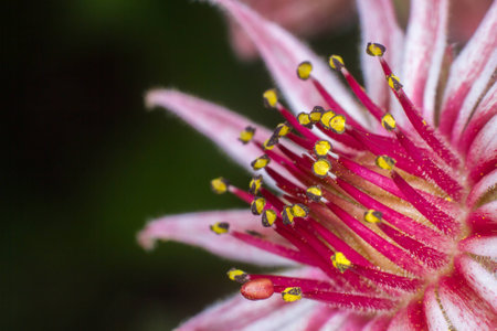 Common houseleek flowerの写真素材